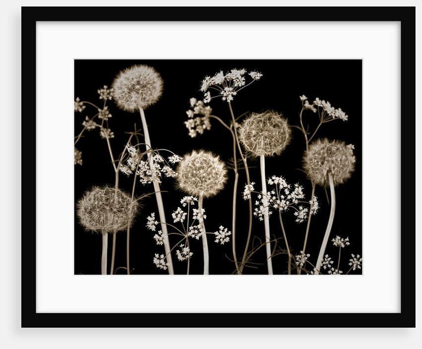 Meadow flowers by Assaf Frank